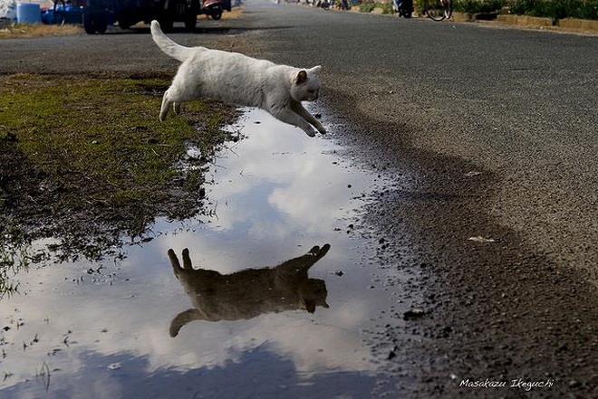 Котофотографии из Страны восходящего солнца.